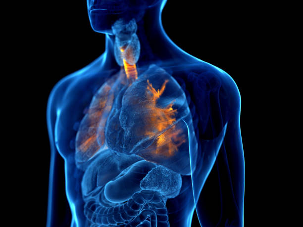 肺の病気との関係
